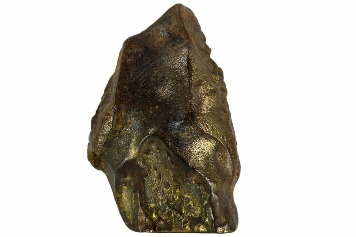 Triceratops Shed Tooth - Montana #109093
